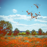 instagram poznań maki kwiaty łąka bobykarts
